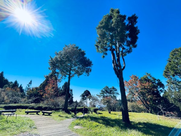 20251209 阿里山-小笠原觀景平台、祝山觀日步道2959805