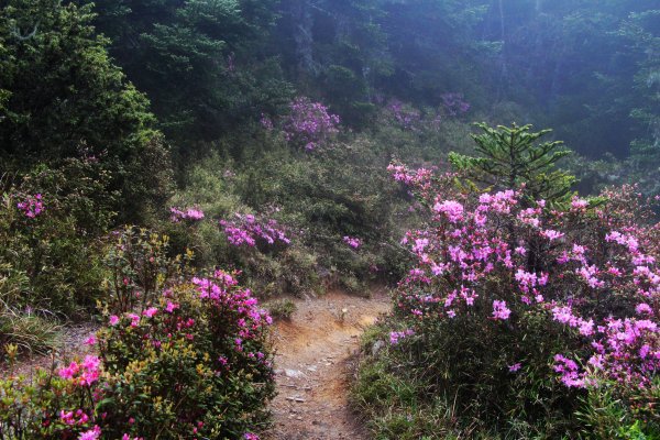 南湖煙雨 帝王下杜鵑群芳出塵仙姿 ! 589503