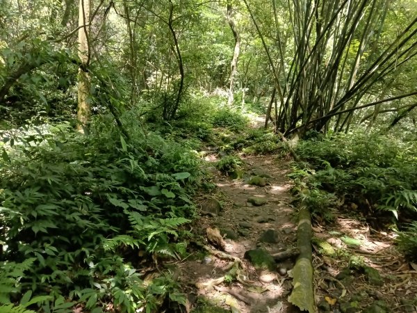 雙溪區淡蘭山徑-燦光寮古道+貂山古道O型2774868