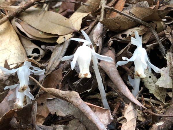 迷糊步道停車場上芙蓉山885814