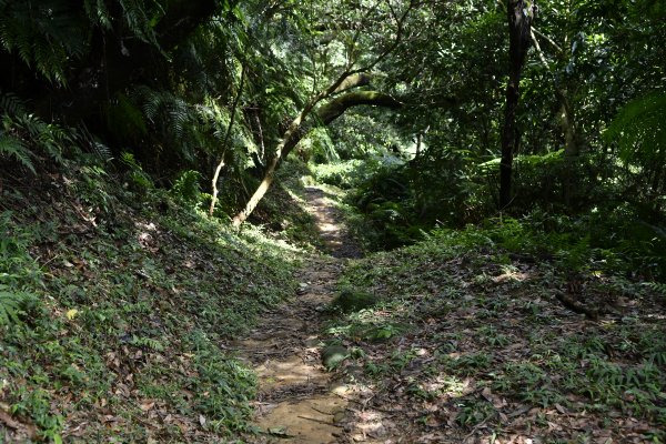 被遺忘的南港山角落：樹梅古道1444327