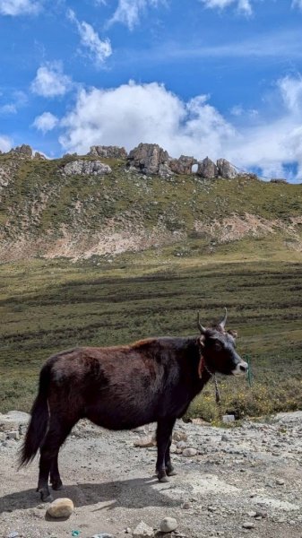 西藏♥️可愛動物🐎人物寫真/拉薩旅拍/美食2911674