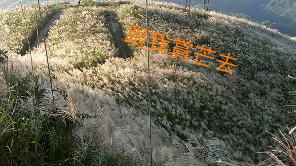 芒草季節白芒芒的一片真美，爬山運動兼賞景。