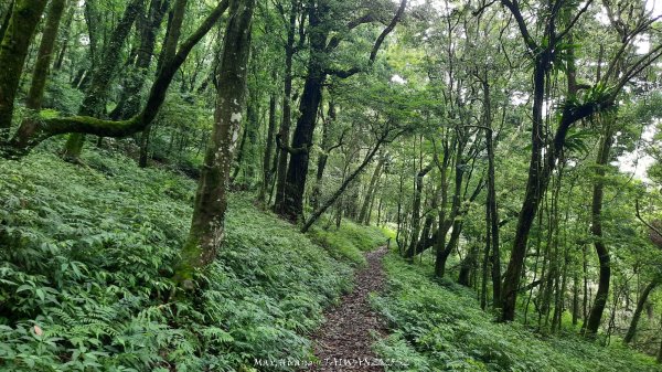 《雲林》望好望角｜石壁山嘉南雲峰步道(中側登山口）202506072805425