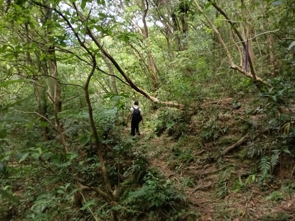 雙溪區盤山坑古道+過火坪古道O型2882387
