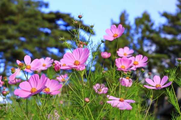 秋遊福壽山順走合歡溪步道690350