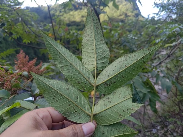 太古拉筏斯瀑布附近的花草2644967