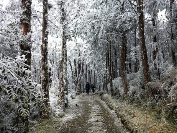 太平山第一場雪【台灣山毛櫸國家步道】1222354