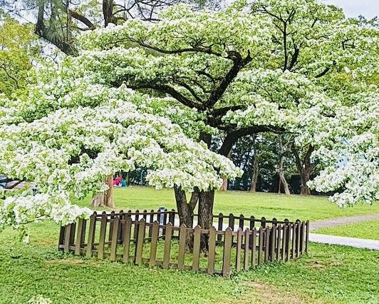 如夢似幻的四月雪-龍潭石管局-流蘇花盛開中2748613