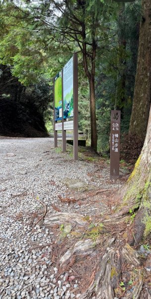 觀霧-榛山步道2926325