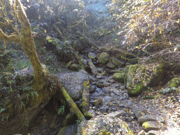 2026.01.03－鎮西堡B區神木群2981144