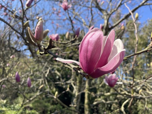 楓樹湖古道3012073
