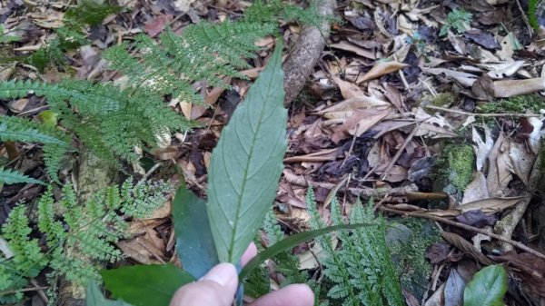 北坑山大板根東洗水山盡尾山東北峰2701694