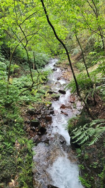 擎天崗系步道巡禮2104325