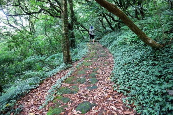 陽明山  菜公坑山 反經石   水車寮步道。林木蓊鬱  豐富的蕨類植披，絕佳避暑古道2174028