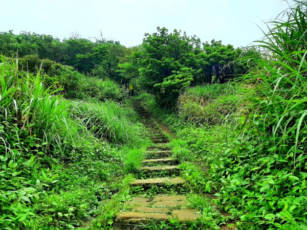 走遍陽明山：擎天崗系｜迷霧中的草原祕境、古道幽境2123777