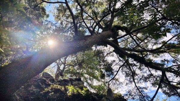 【谷關七雄】新山馬崙 - 松香裡的時光迴廊：聽山林講述歲月的故事3093997
