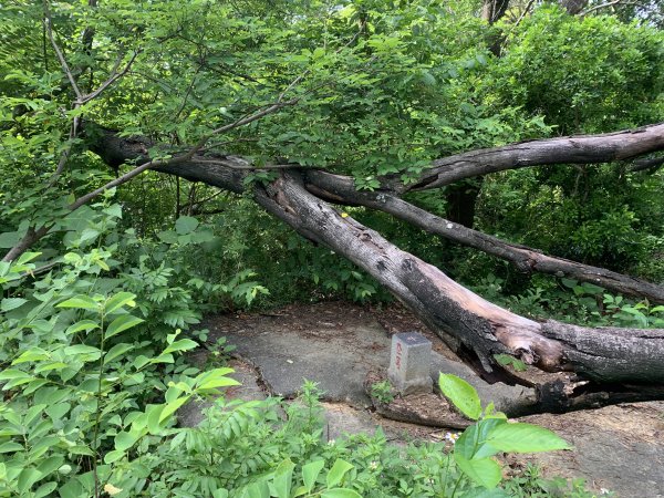 20250628高雄赤山2826278