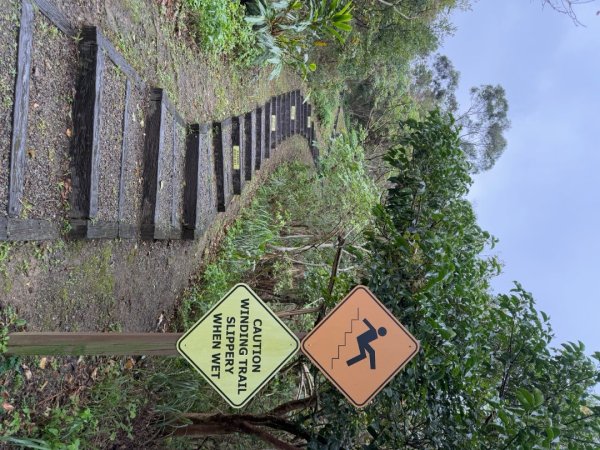 2025元旦 新店獅頭山（小獅山）順遊 高麗坑山，員潭子坑山，待荖坑山，樟湖山，樟山 出政大2680986