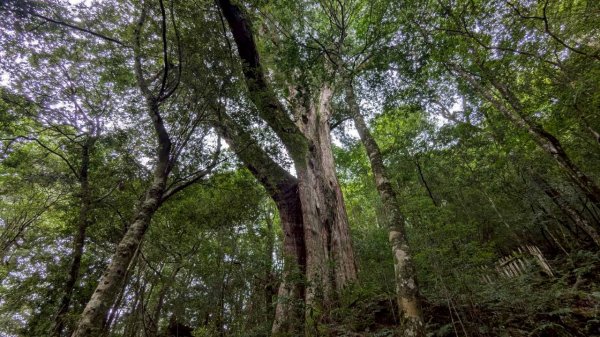 鎮西堡巨木步道群 (B區)2861140