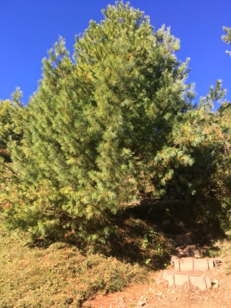 20181021-麟趾山&鹿林山444986