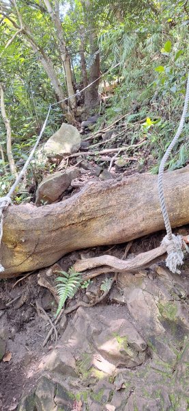 【2024觀音觀鷹尋寶任務】一日走完七條步道完成!2508386