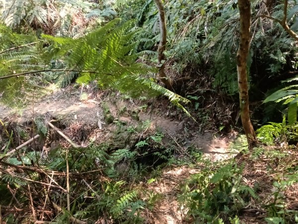 王公坑山血藤花2746274