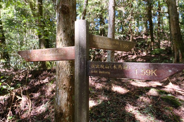 雪見大板根2924709