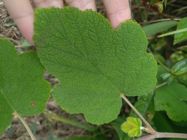 梅山鄉撿山頭2449450