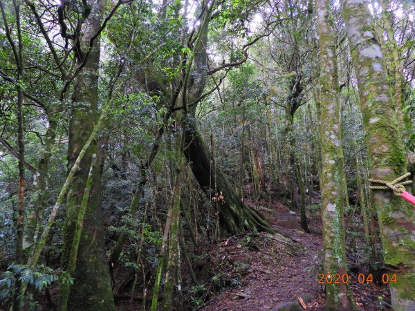 苗栗 泰安 北坑山903696