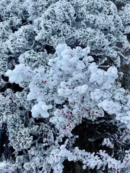 絕美銀白世界 玉山降下今年冬天「初雪」1236057
