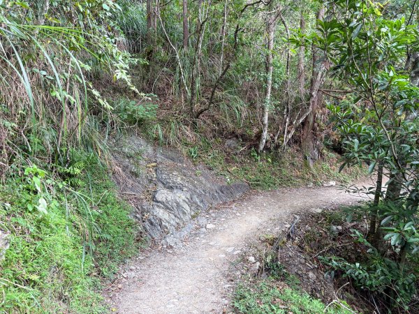 司馬庫斯巨木群登山步道2862137