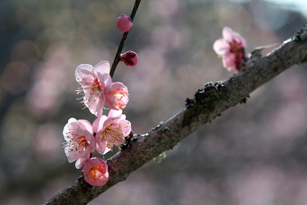 杉林溪賞花872548