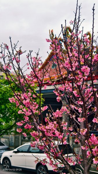 #綠繡眼 訪花 #吉野櫻 #天元宮 #楓樹湖 03162750796