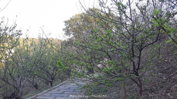 《彰化》桃李櫻美｜花壇虎山巖步道x大嶺巷富士櫻202503012723672