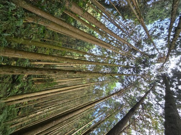 鳶嘴稍來山之楓紅／雲海2974083
