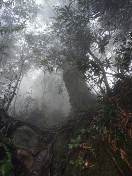 天氣多變大霧瀰漫的溪頭鳳凰山步道(小百岳#53)1494938