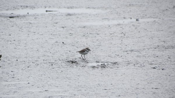 《彰化》海空夕照｜王功燈塔及芳苑海空步道健行賞冬候鳥202601102980285