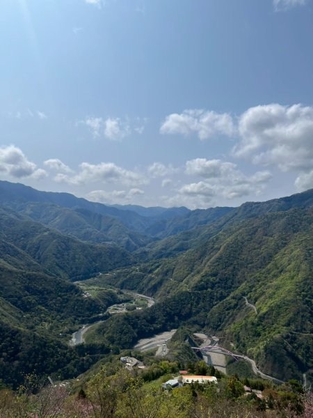 桃園 復興 中巴陵 櫻木花道3011964