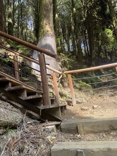 1130306大塔山步道2696770