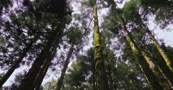 【中級山】宜蘭小百岳，三星山3131430