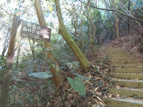 彰化桃源里森林步道+龍鳳谷森林步道2696104