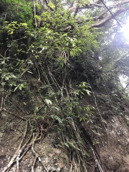 獅頭山、猿山、獅尾山三連走525977