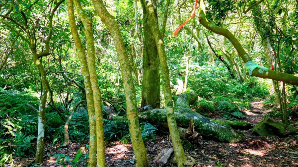 紅壇上紗帽山,花卉中心3016478