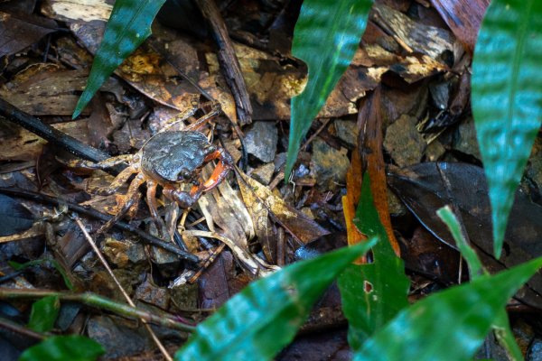 2024-08-22 澀水森林步道2578488