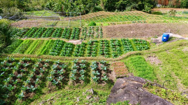 平菁街櫻花2697246