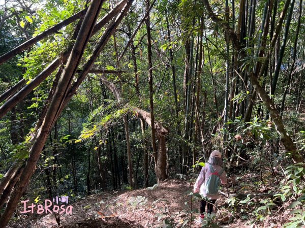 白毛山-谷關七雄 中級山2337136