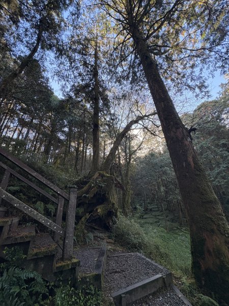 20251225塔山步道(大塔山)2970286