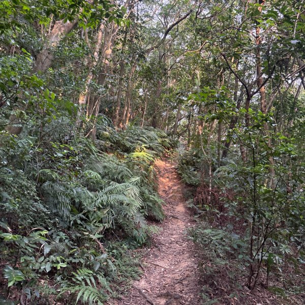 20251004_碧山露營場＿長壽坡＿大崙尾山步道2904728