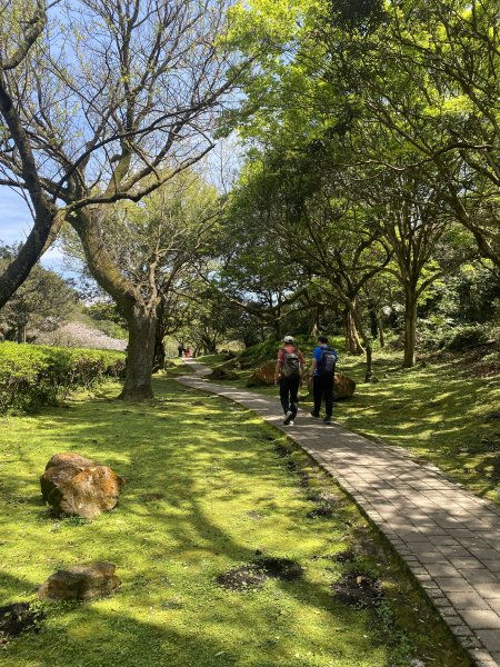 如墨暈染的春日邂逅｜中山樓墨染櫻 × 北投步道探花記2853895